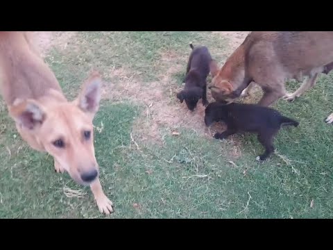 Cute and funny ANIMALS.🐯 And Some Just Interesting Moments.🐷Videos🔶 Сompilation # 1🔶