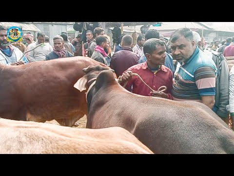 @ আজ ৪ ফেব্রু"২৫|| হাটে তুলুমকালাম কান্ড, কে জিতলো?? তুহিন ভাইয়ের ষাঁড় গরু কেনা খোঁচাবাড়ী হাটে||