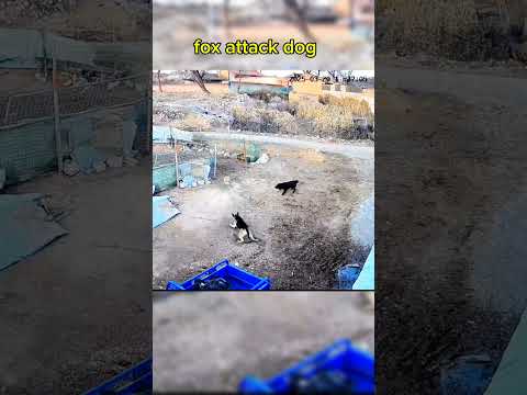 dog and fox #dog #anmals #shortvideo