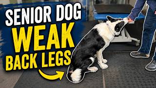 Strengthen Your Older Dog's Back Legs with This Simple Move!