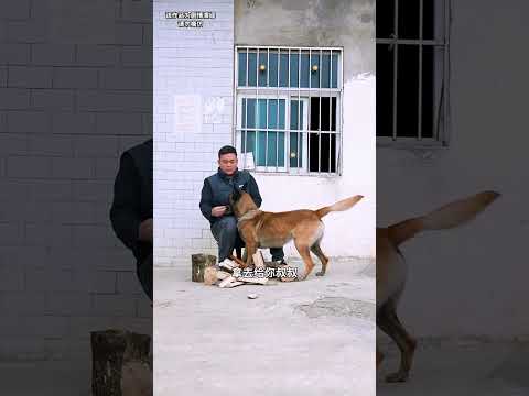 暖心一幕：狗狗幫助需要搭車的抱著孩子的媽媽♥️🐶✨