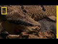Bushmaster Snake Survival and Behavior