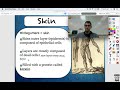 Exploring Skin Functions and Tissues in Human Anatomy