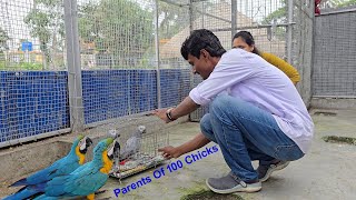 Pair Of Our Old Grey Parrot That Gave Birth To Over 100 Babies Brought To New Farm.
