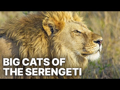 Big Cats of the Serengeti | Nature Documentary