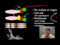 Archaea: Structure, Function, and Ecology