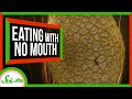 Understanding Mouthless Eating in Animals