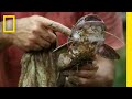 Electric Eels: Facts and Trivia