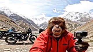 मंकी ब्लॉक  monkey vlog Rishikesh  #monkeylove