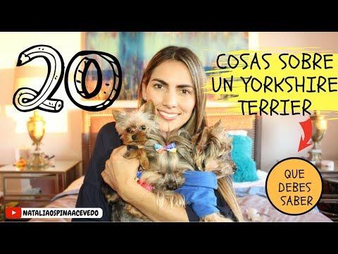 20 cosas sobre un Yorkshire Terrier (yorkie) que debes saber- Tips by Natalia Ospina
