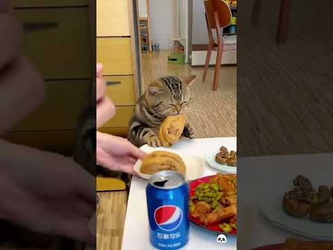 ❤️Лайк кисуле #cat