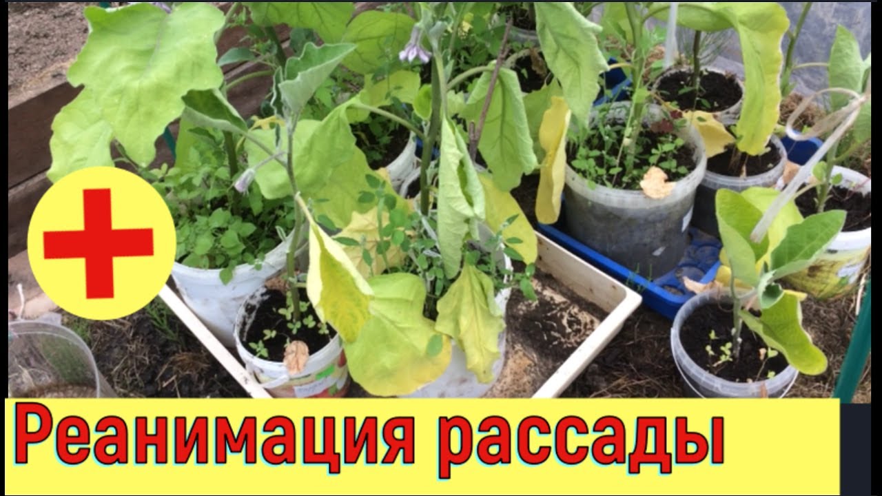 Скорая помощь рассаде после заморозков