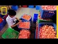 Doll Production Process and Materials