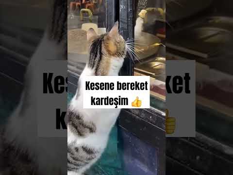 Kedinin patisine iyi bak🐱pleasant cat #subscribe #long #video #watch #keşfet:)
