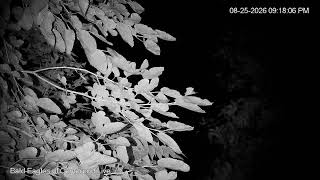 *** Bald Eagles of Centerport Live Stream  2026***