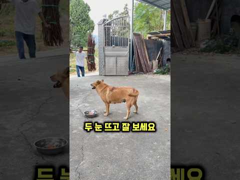 댕댕이가 보호자에게 의자를 가져다준 이유