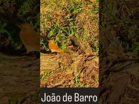 Pássaro João de Barro procurando insetos no parque para se alimentar!!