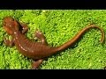 Ecosystem Recovery After Eruption