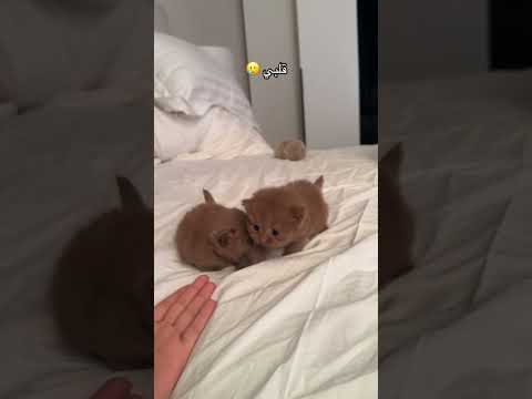 اهخ تضحكني بريئه