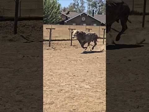 toro de carreras #toros #torosbravos #rodeos #ganado #mascotas #bulls #jaripeo #rancho #ganaderia