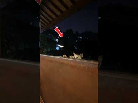 Tolong kasih mpus walopun dikit aja #cat #kucing #kucinglucu #pets #funny #animals #kitten