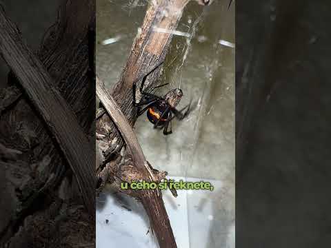 Černá vdova vs Zdravý člověk? #pavouk#pavouci#snovačka#jed#edukace#zajimavosti#fakta#cz#czech