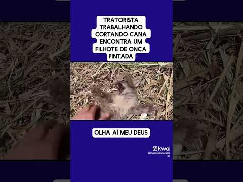 Filhote de onça