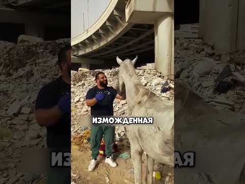 Шок! Лошадь бросили на свалке без еды и воды😱