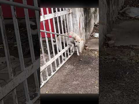 A Stray Dog Stuck in Iron Gate