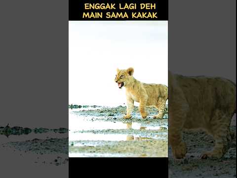 Enggak Lagi Deh Main Sama Kakak