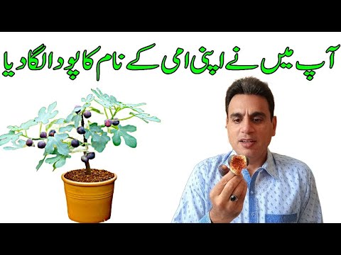 aaj main ne apni ammi ke naam ka poda laga dia