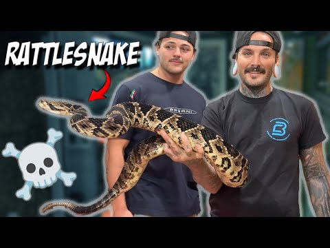 @paulcuffaro Wants to Train with Venomous Snakes ??