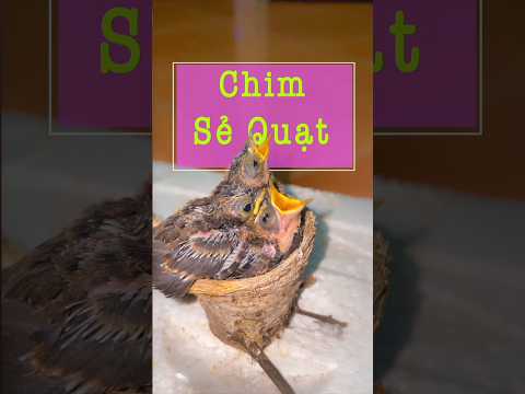 Chim Sẻ Quạt -Loài chim cực kì khó nuôi- Yêu Chim Cảnh