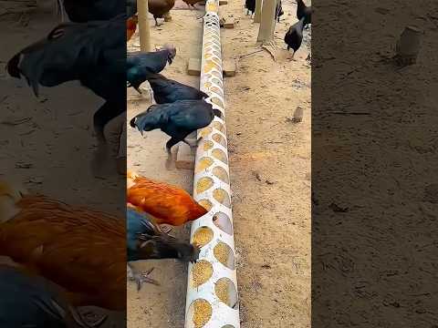He earns $60 million a month from this invention! #food #delicius #streetfood #fyp #funny