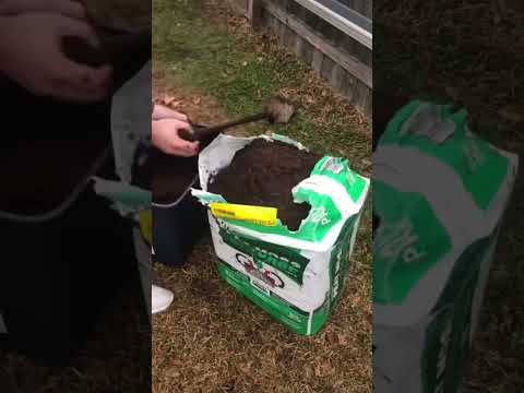 Growing Strawberries in Gutters - Growing food with a limited space
