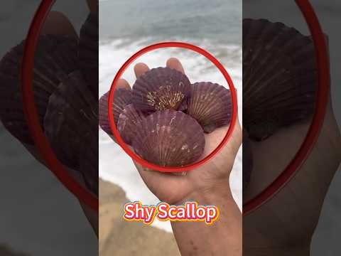Shy Scallop #shorts