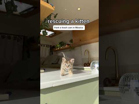 Rescuing A Kitten From A Trash Can In Mexico🐈💕 #vanlife #rescuecats