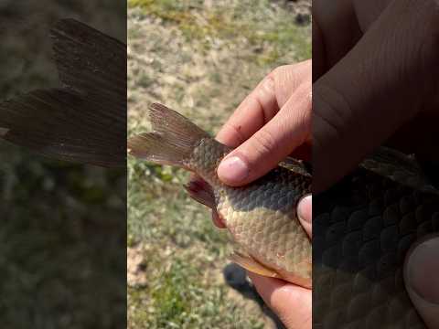 Что в хвосту у рыбы? Я в шоке. #fishing #рыбалка