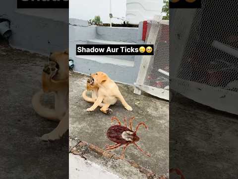Shadow Ko Phirse Ticks🪲🥹 Hogaye #petlife #labra #shadow #leo #reo #new #dailyvlogs
