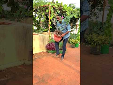 How to make roses bloom nonstop at terrace garden 🌹🌹