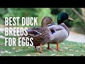 Duck Breeds and Their Characteristics