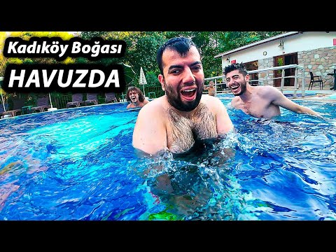 KADIKÖY BOĞASI HAVUZDA