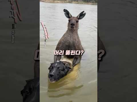 내 강아지 돌려줘