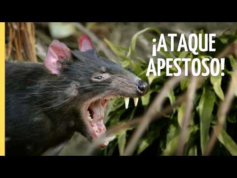 Los animales con las defensas más asquerosas | Documental completo en español