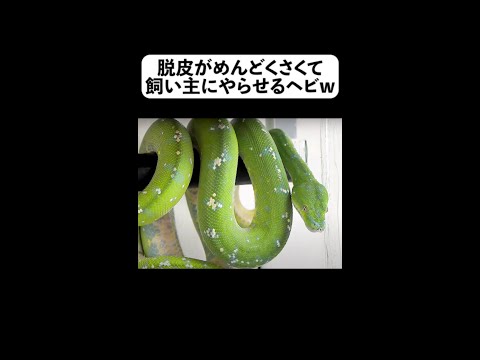 脱皮がめんどくさくて飼い主にやらせるヘビw【フルverは概要から】#shorts