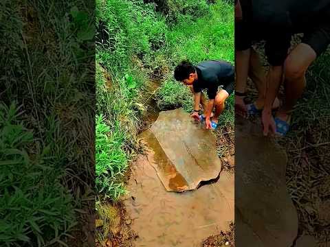 Abang ini kaget sama makhluk di dalam batu nya #shortvideo #fish #shorts
