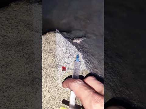 Catching The Walking Fish ( MUDSKIPPER ) ||