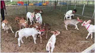 "You Won't Believe How Fast These Nadipathy Cows Can Run!" | Dr. Krishnam Raju | NadipatHY Goshala