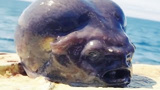 Pescador captura criatura bizarra que parece cabeça de alienígena