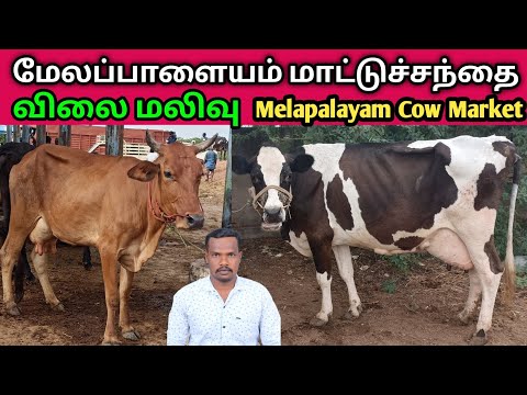 16 - 6 - 2025 | மேலப்பாளையம் மாட்டுச்சந்தை | Melapalayam Cow Market | Cow Market | @kalnadaitholan